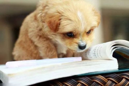 寵物服務產業中的商機 掘金愛寵經濟新藍海