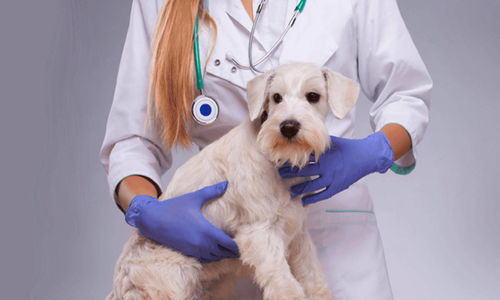 新瑞鵬寵物醫療集團獲數億美元戰略融資，騰訊領投推動寵物服務創新