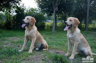 哆咭屋西南可視化度假式寵物寄養(yǎng) 為愛寵打造安心舒適的度假體驗