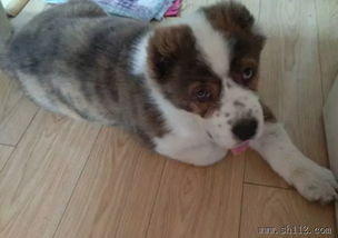 專業(yè)寵物寄養(yǎng)服務 Amy寵物，全市接送無憂