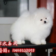 2019寵物市場定價(jià)與批發(fā)服務(wù)指南