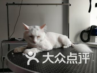 密云區(qū)寵物食品用品與寵物服務(wù)全攻略